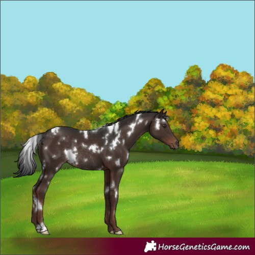 Horse Color:White Spotted Liver Chestnut Rabicano 