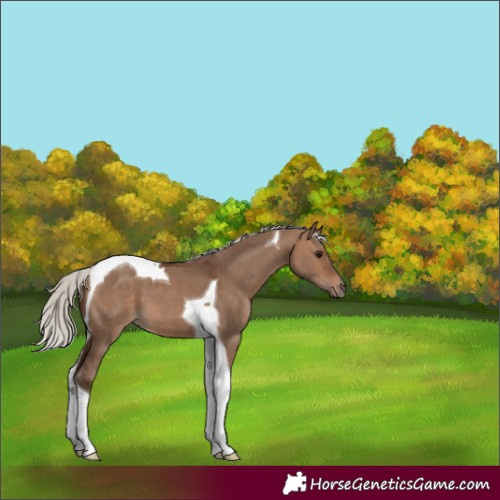 Horse Color:Silver Bay Dun Tobiano 