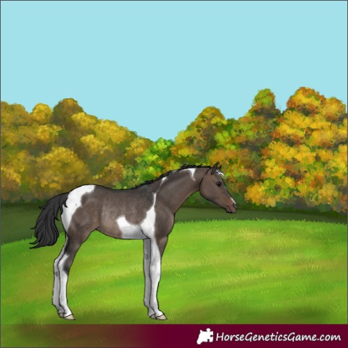 Horse Color:Brown Dun Tobiano Rabicano