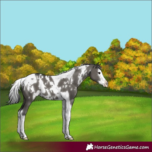 Horse Color:White Spotted Grullo Splash Tobiano 