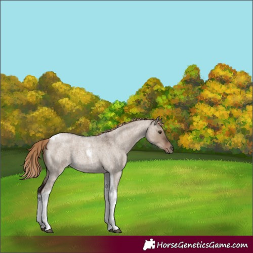Horse Color:Liver Red Dun Roan Tobiano 