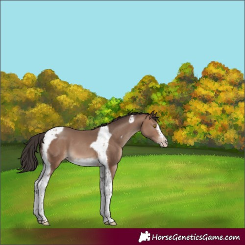 Horse Color:Sable Champagne Tobiano Frame 