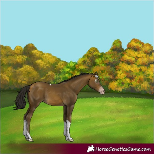 Horse Color:Gray Sable Cream Champagne Tobiano Rabicano