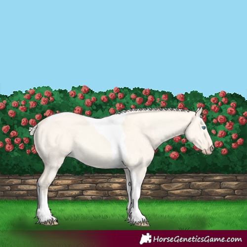 Horse Color:Cremello Dun Tobiano