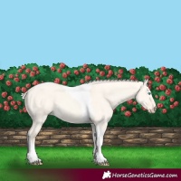 Horse Color:Cremello Dun Tobiano 