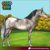 Horse Color:Brown Dun Tobiano Appaloosa Rabicano Brindle
