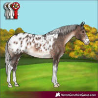 Horse Color:Silver Brown Sabino Tobiano Appaloosa 