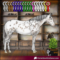 Horse Color:Brown Dun Sabino Tobiano Appaloosa 
