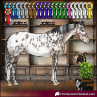 Horse Color:Brown Dun Sabino Tobiano Near Leopard 
