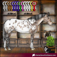 Horse Color:Brown Dun Sabino Tobiano Appaloosa 