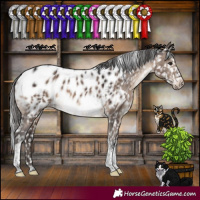 Horse Color:Brown Dun Sabino Tobiano Appaloosa 