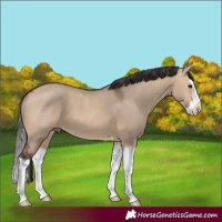 Horse Color:Bay Dun Splash 