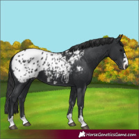 Horse Color:Black Appaloosa 