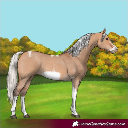 Horse Color:Silver Bay Dun Sabino Tobiano Frame Rabicano 
