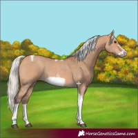 Horse Color:Silver Bay Dun Sabino Tobiano Frame Rabicano