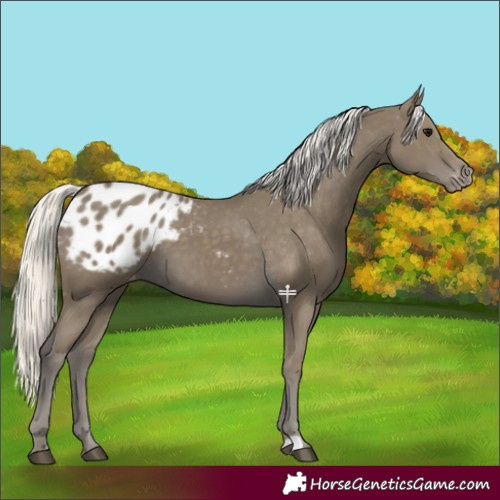 Horse Color:Silver Smoky Black Appaloosa 