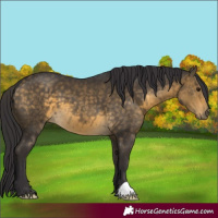 Horse Color:Buckskin 