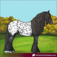 Horse Color:Black Appaloosa