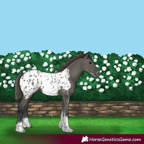 Horse Color:White Spotted Grullo Appaloosa Rabicano 