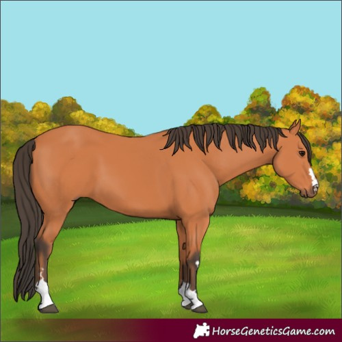 Horse Color:Bay 