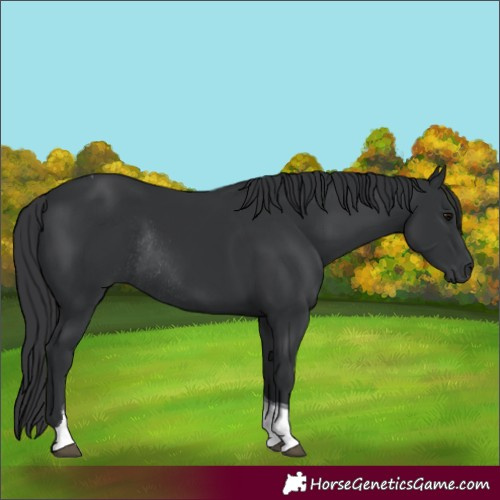 Horse Color:Black Tobiano Rabicano 