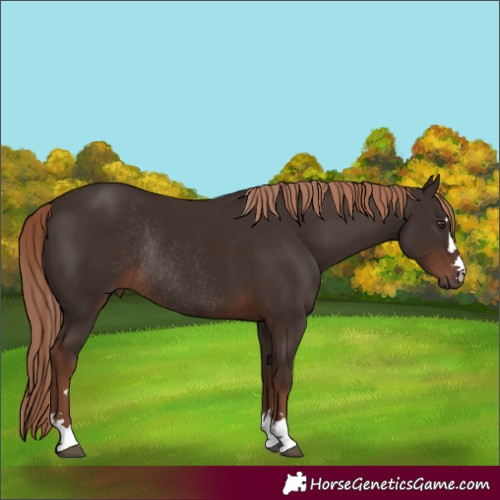 Horse Color:Liver Chestnut Rabicano 