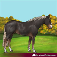 Horse Color:Liver Chestnut Rabicano 