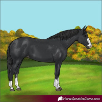 Horse Color:Black Appaloosa 