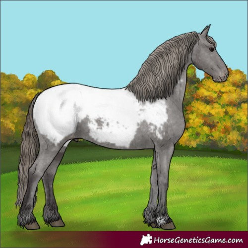 Horse Color:Smoky Black Appaloosa 
