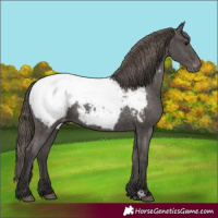 Horse Color:Smoky Black Snowcap