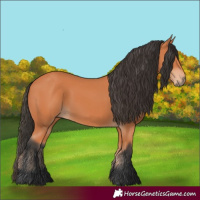 Horse Color:Bay 