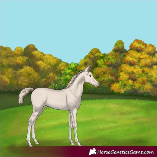Horse Color:Smoky Creme