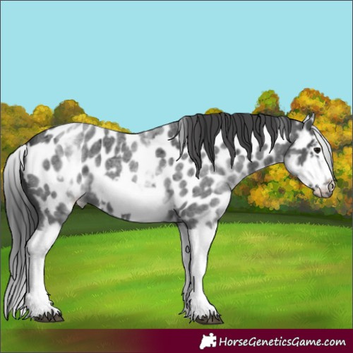 Horse Color:White Spotted Blue Roan Splash Frame Appaloosa