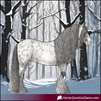 Horse Color:White Spotted Blue Roan Splash Frame Near Leopard