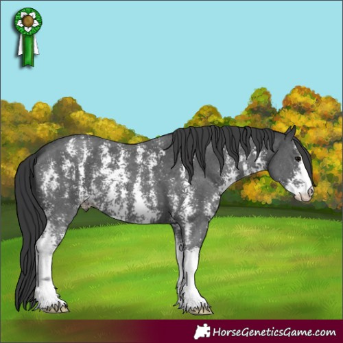 Horse Color:Black Sabino 