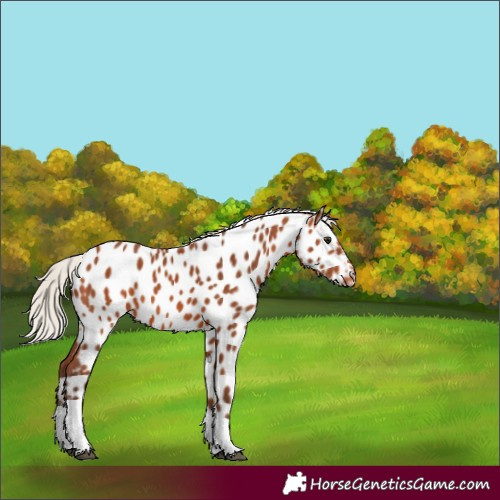 Horse Color:Silver Bay Tobiano Near Leopard Rabicano 