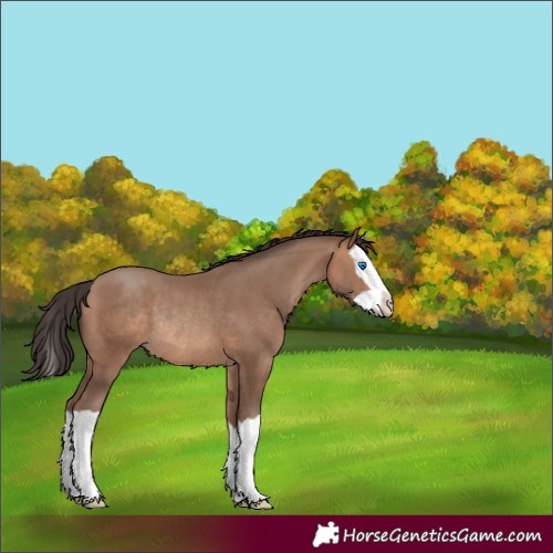 Horse Color:Sable Champagne Splash Rabicano 