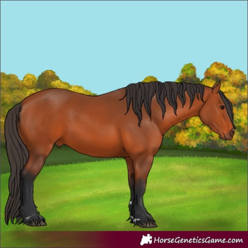 Horse Color:Bay 