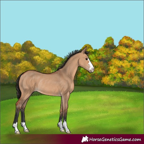 Horse Color:Bay Dun Rabicano 