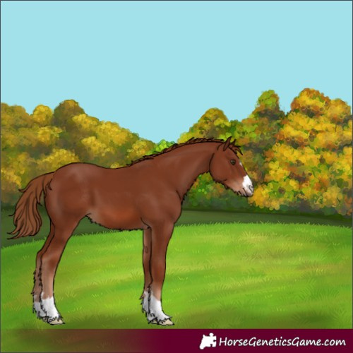 Horse Color:Chestnut 