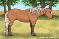 Horse Color:Silver Bay 