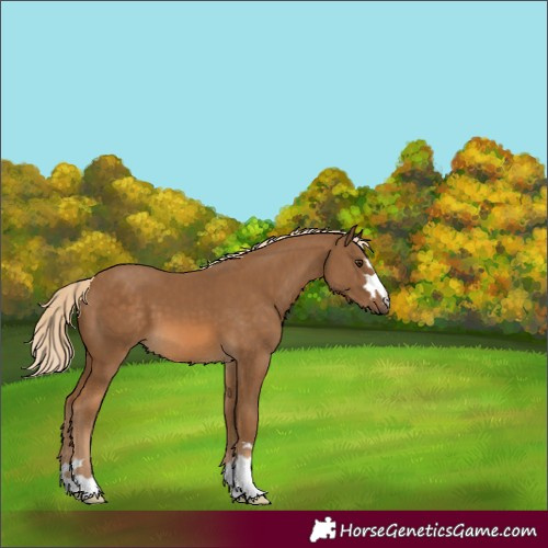 Horse Color:Chocolate Palomino 