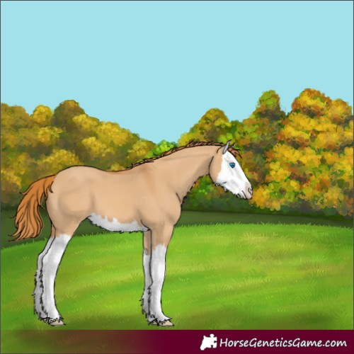 Horse Color:Red Dun Splash 