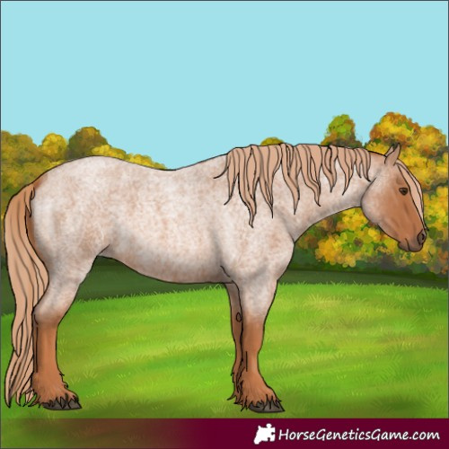 Horse Color:Red Roan 
