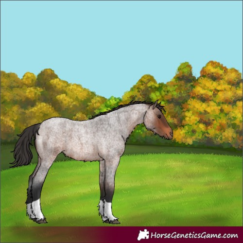 Horse Color:Brown Roan Tobiano 