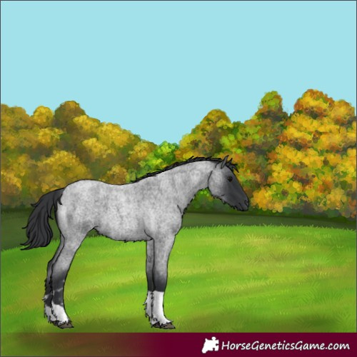 Horse Color:Blue Roan Tobiano 