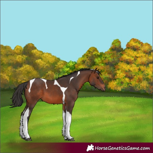 Horse Color:Brown Tobiano 