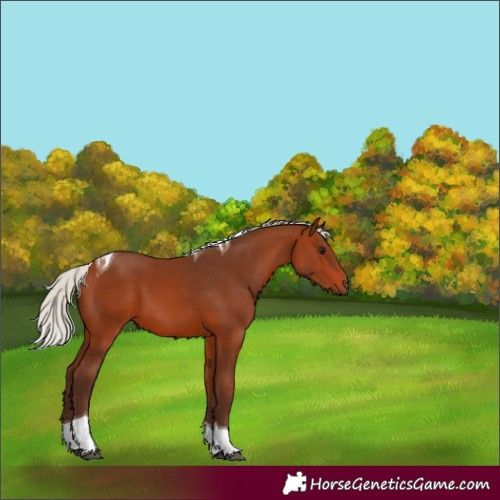 Horse Color:Silver Brown Tobiano 
