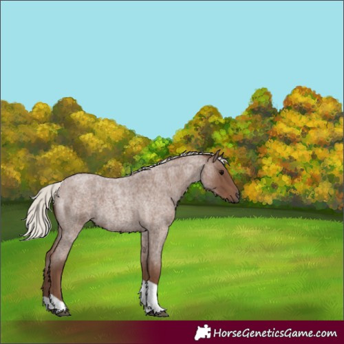 Horse Color:Silver Blue Roan Tobiano 