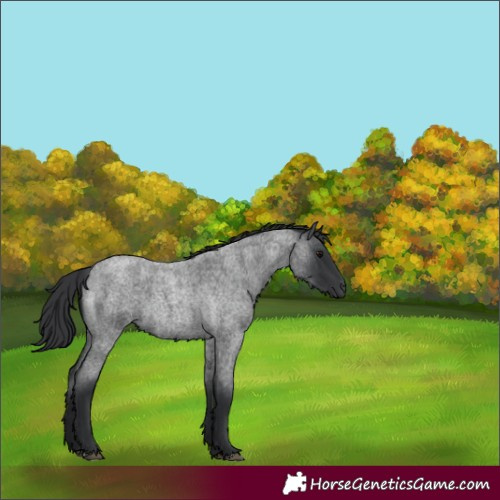 Horse Color:Blue Roan 